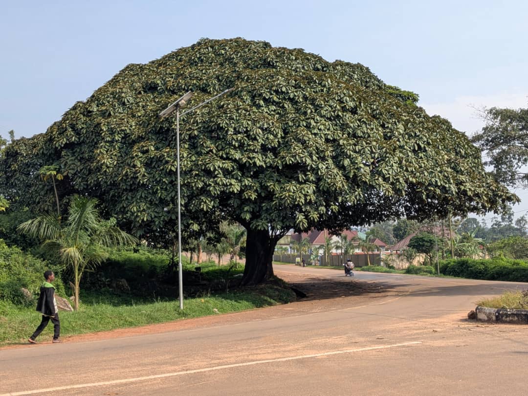 The Historical Tree