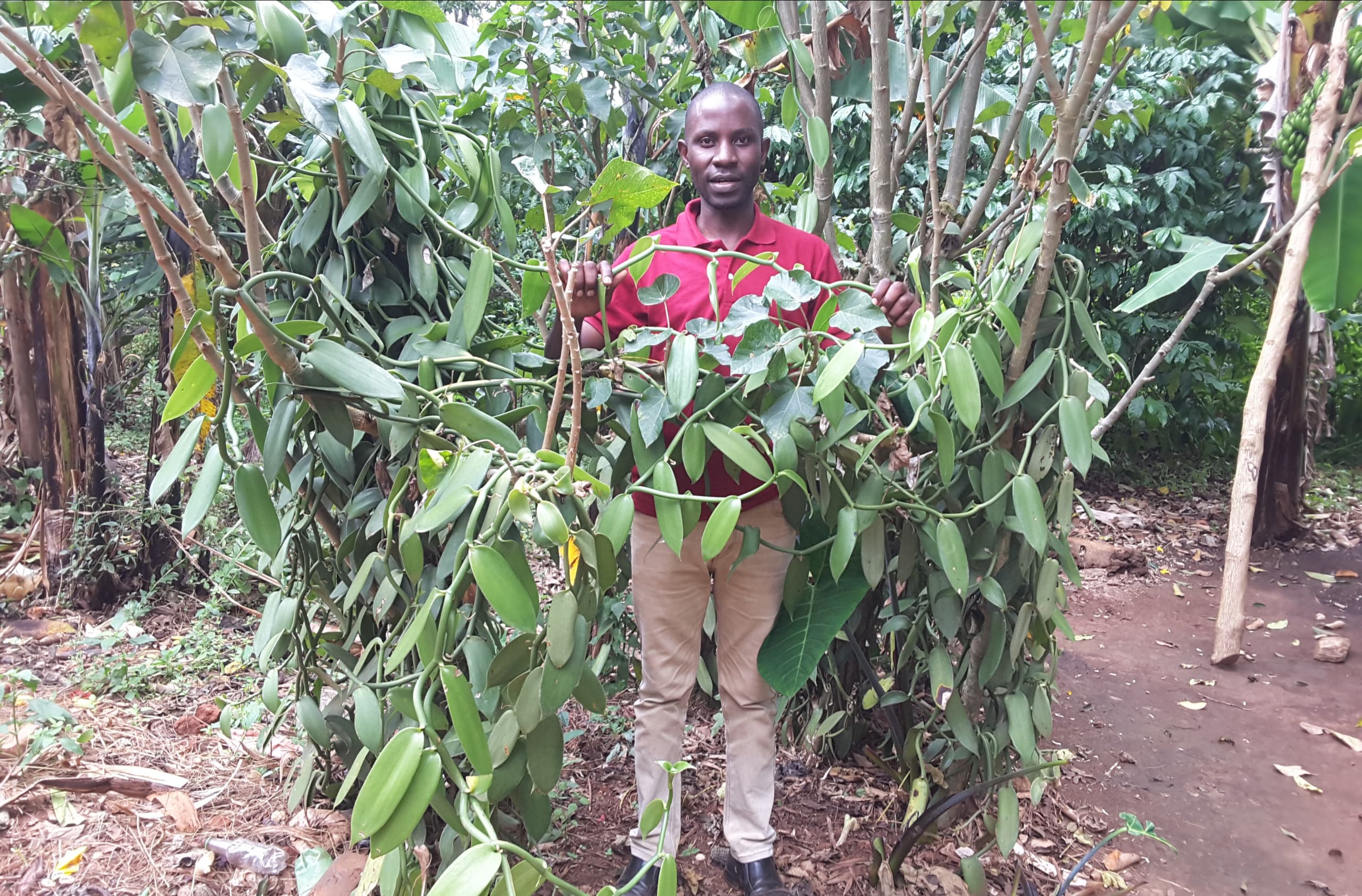 Coffee Farm at Kagera