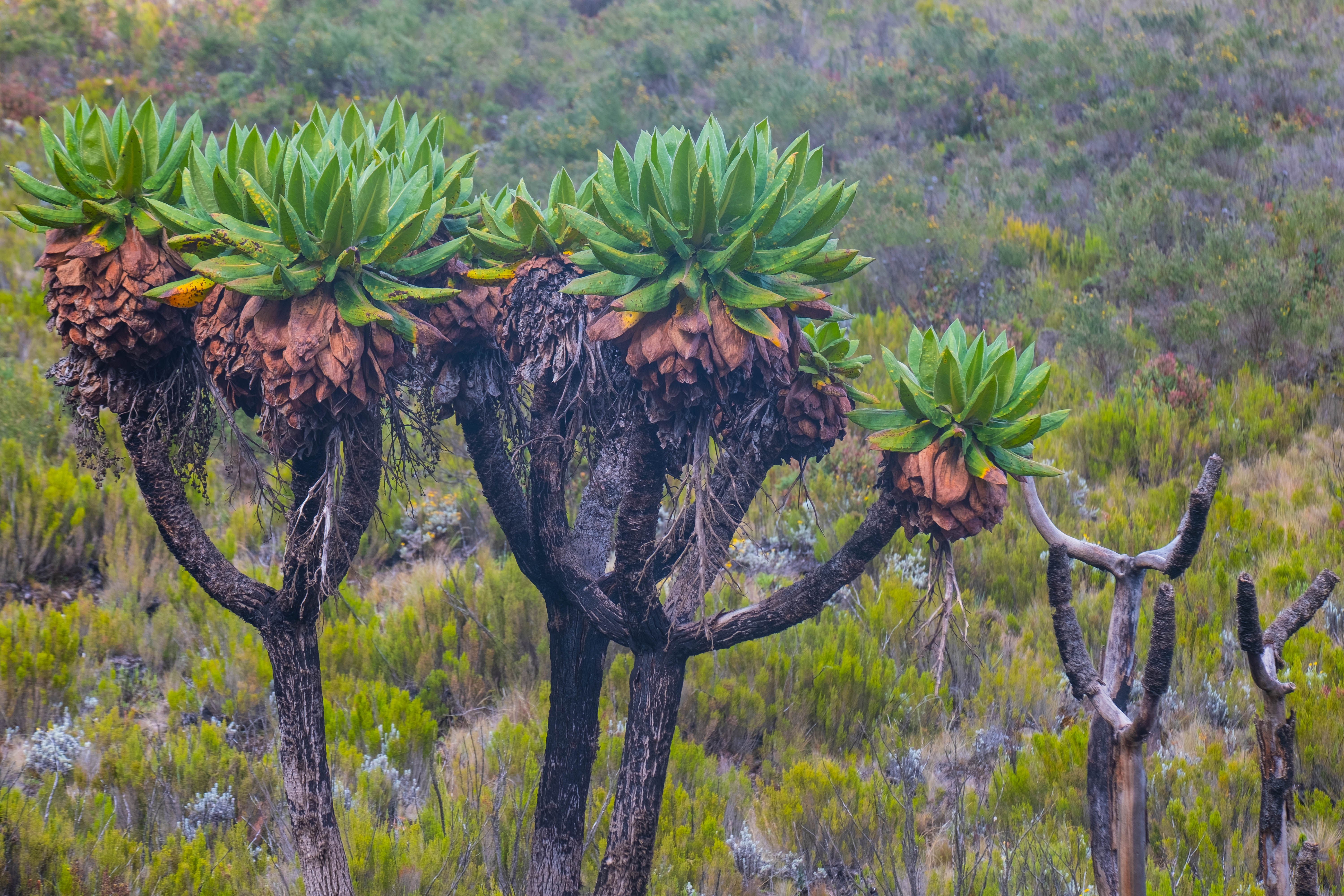 The Beautiful Country